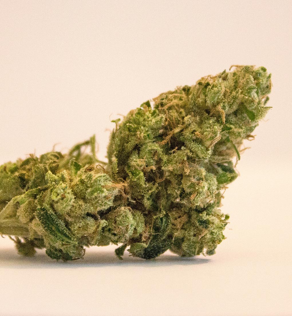 Cannabis buds